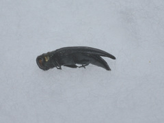 Agrilus pratensis