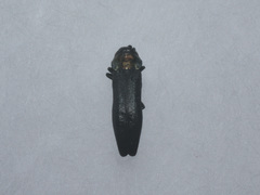 Agrilus pratensis