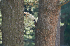 Dendrocopos major