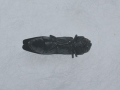 Agrilus pratensis