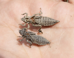 Phanogomphus kurilis