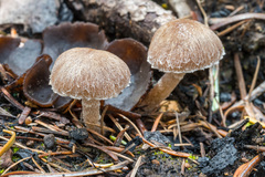 Psathyrella pennata