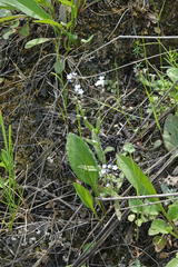 Lappula consanguinea