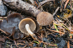 Psathyrella pennata