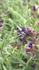 Bombus sylvarum