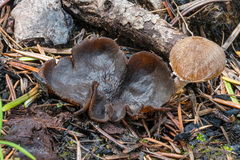 Plicaria endocarpoides