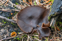 Plicaria endocarpoides