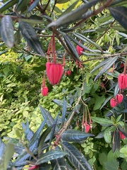 Crinodendron hookerianum
