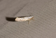 Argyresthia retinella