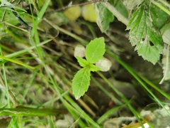 Impatiens glandulifera