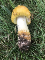 Amanita flavorubens
