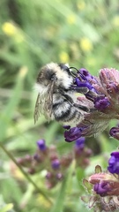 Bombus sylvarum
