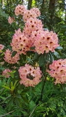 Rhododendron × hybridum
