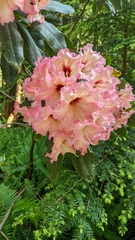 Rhododendron × hybridum