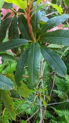 Rhododendron × hybridum