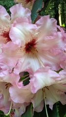 Rhododendron × hybridum