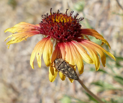 Acmaeodera bowditchi
