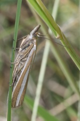 Eucarphia vinetella