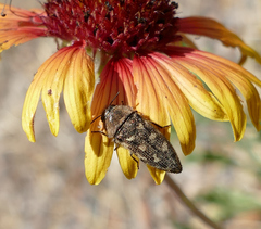 Acmaeodera bowditchi