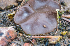 Plicaria endocarpoides