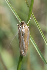 Eucarphia vinetella