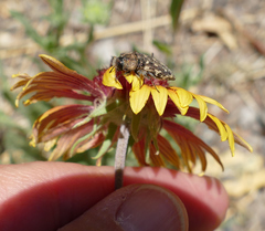 Acmaeodera bowditchi