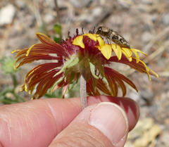 Acmaeodera bowditchi