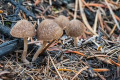 Psathyrella pennata