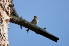 Fringilla coelebs