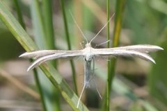Merrifieldia tridactyla