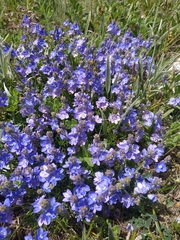 Veronica capsellicarpa