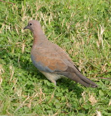 Streptopelia senegalensis