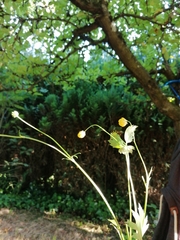 Ranunculus