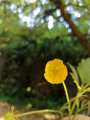 Ranunculus