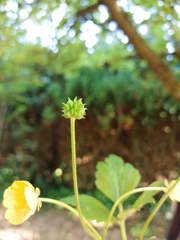 Ranunculus
