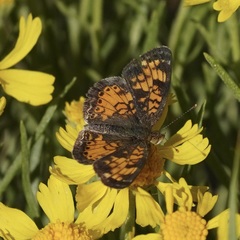 Phyciodes tharos orantain