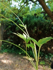 Ranunculus