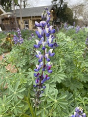Lupinus