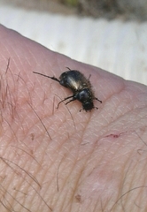 Chasmatopterus villosulus