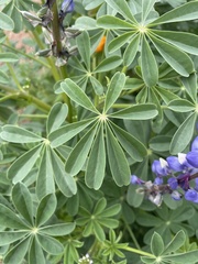 Lupinus
