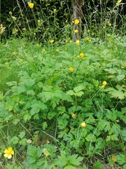 Ranunculus