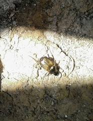Chasmatopterus villosulus