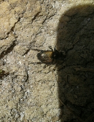 Chasmatopterus villosulus