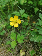 Ranunculus