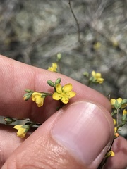 Hesperolinon bicarpellatum