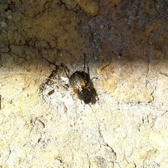 Chasmatopterus villosulus