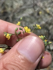 Hesperolinon bicarpellatum