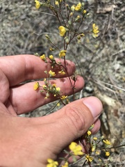 Hesperolinon bicarpellatum