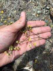 Hesperolinon bicarpellatum