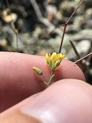 Hesperolinon bicarpellatum
